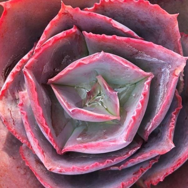 Rosebud Echeveria