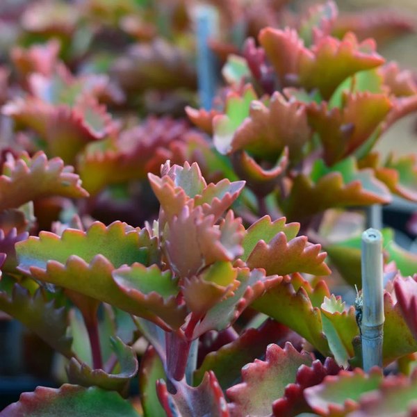 sexangularis Kalanchoe