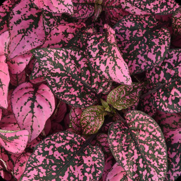 Rose Splash Hypoestes