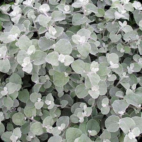 Helichrysum, Hypoestes, and Iresine