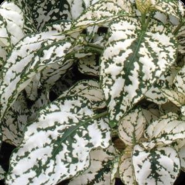 White Splash Hypoestes