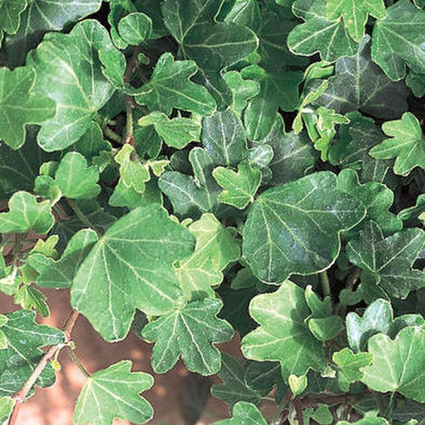 Ivy