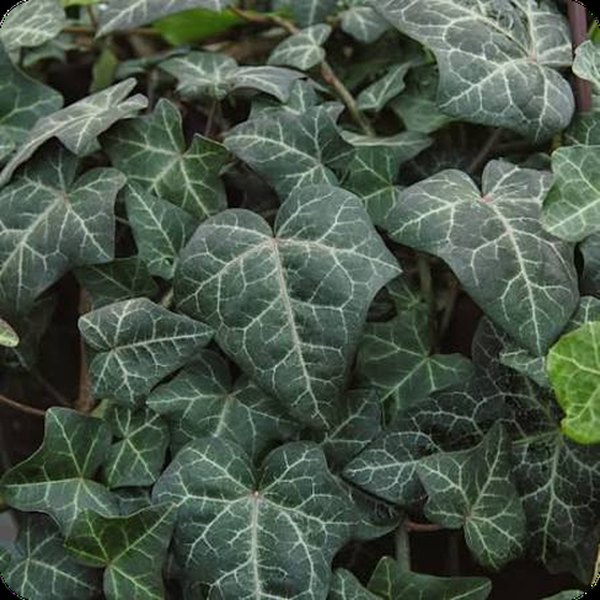 Modern Times 'English' Ivy