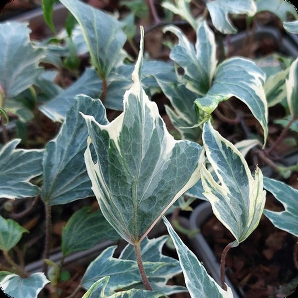 White Ripple Ivy