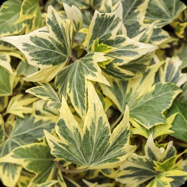 Yellow Ripple Ivy