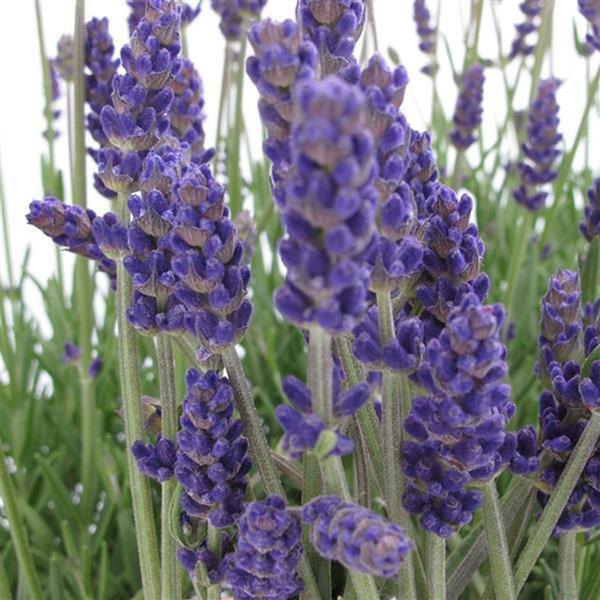Angustifolia Annet Lavender