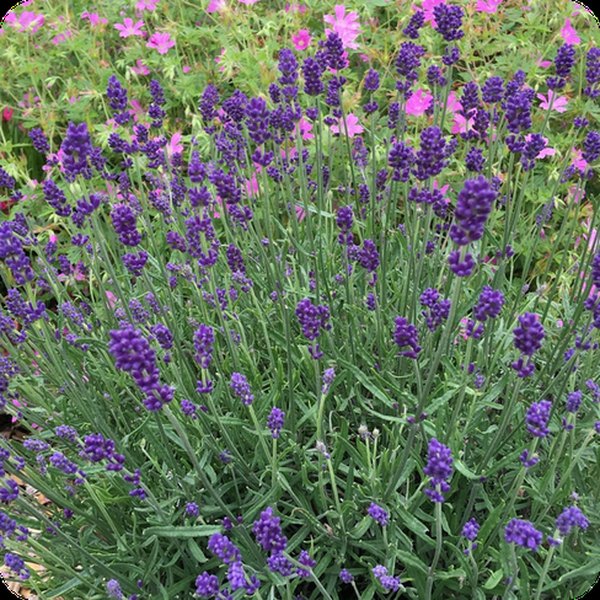 Lavender