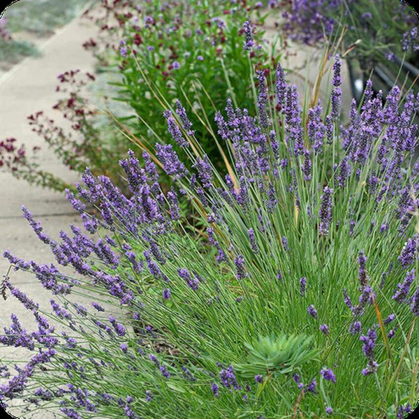 Grosso Lavender