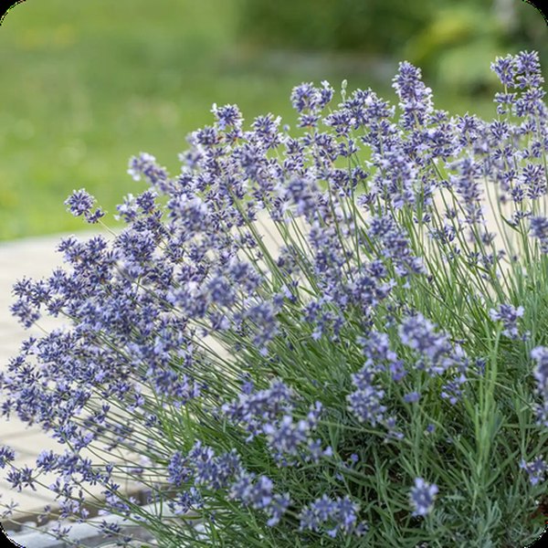 Munstead Lavender