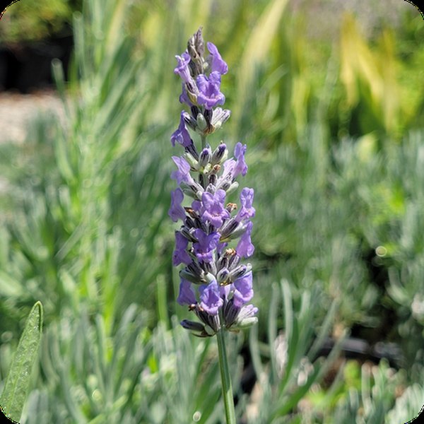 Provence Lavender