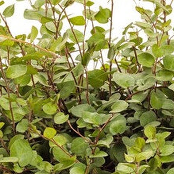 axillaris axillaris Muehlenbeckia