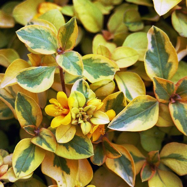 Lysimachia and Muehlenbeckia