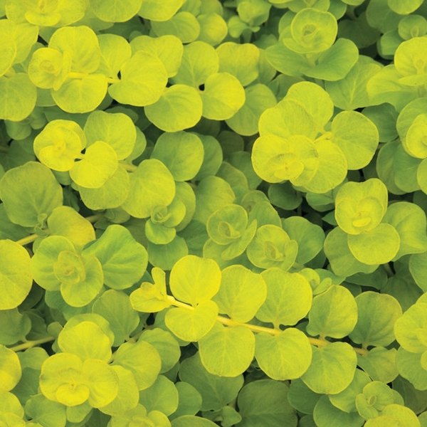 Goldi Lysimachia