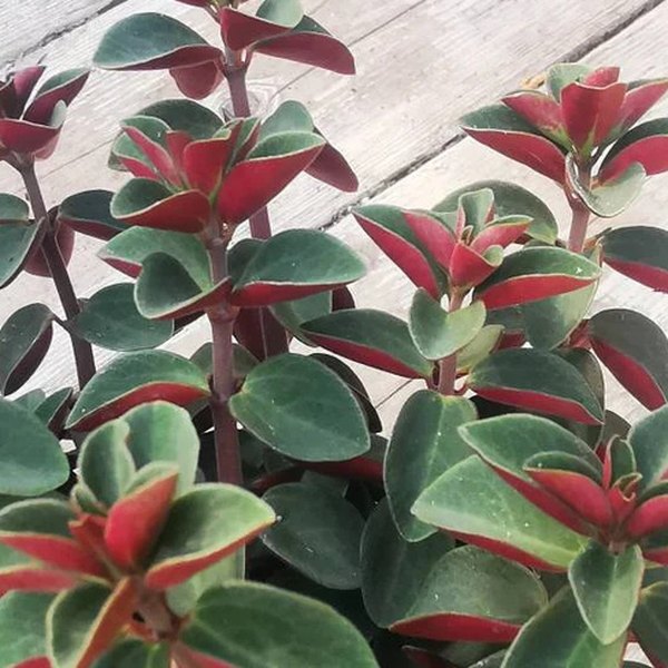 Peperomia