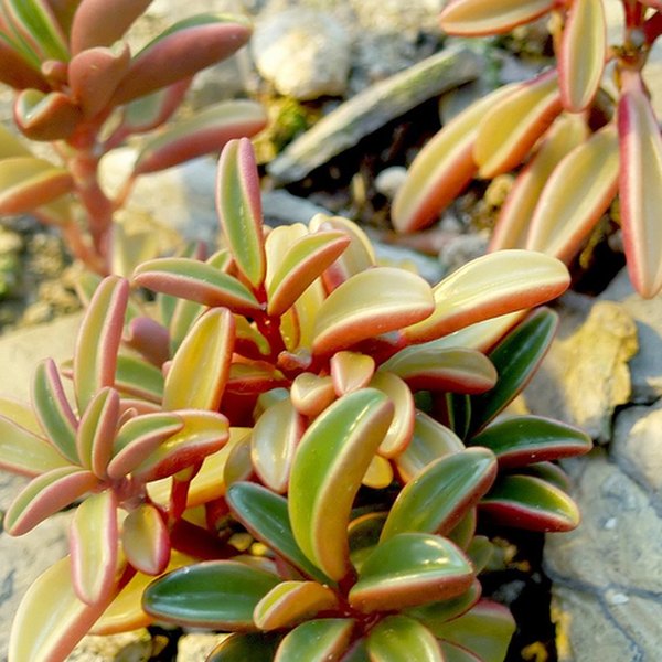 Peperomia