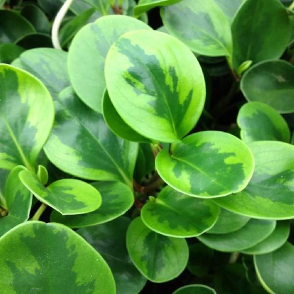 Lemon Lime Peperomia