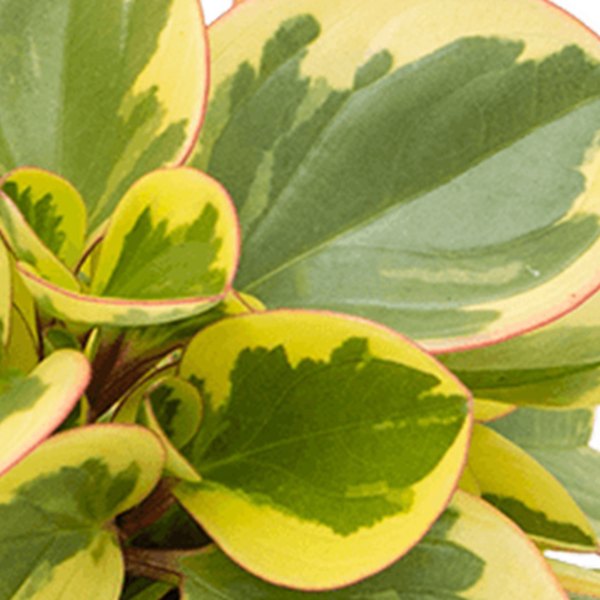 Obtipan Bicolor Peperomia