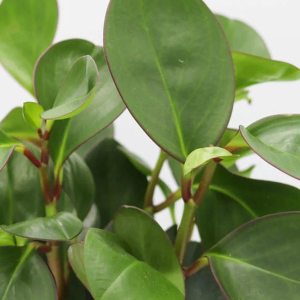 Red Margin Peperomia