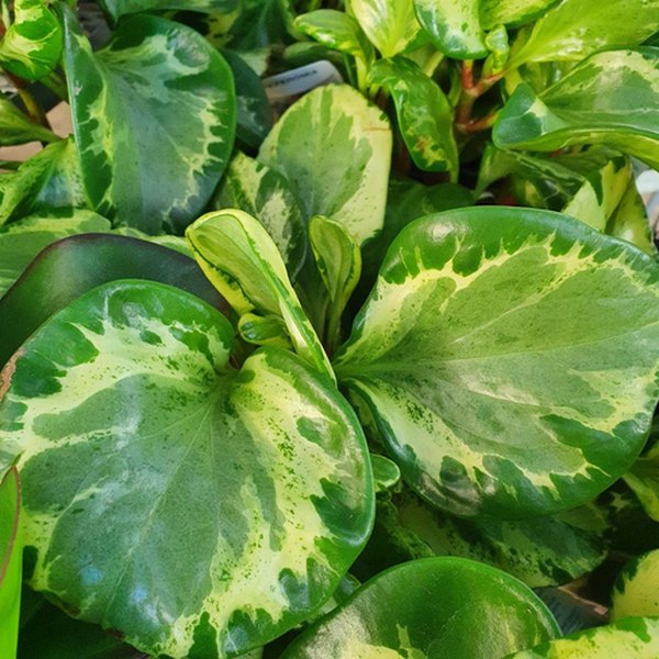 Variegata Peperomia