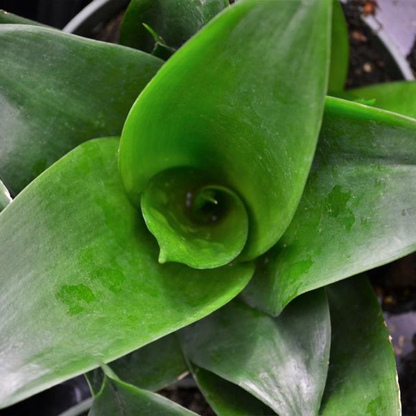 Pilea and Sansevieria