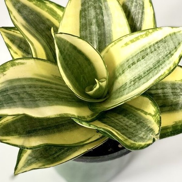 Hahnii Golden Sansevieria