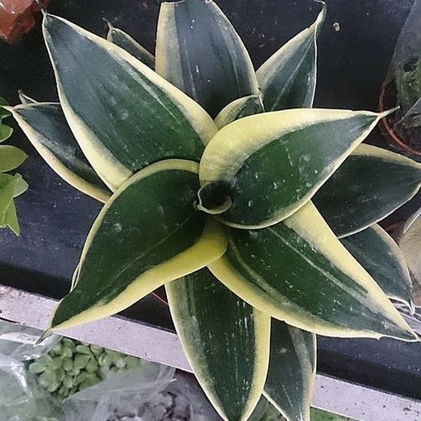 Hahnii Jade Pagoda Sansevieria