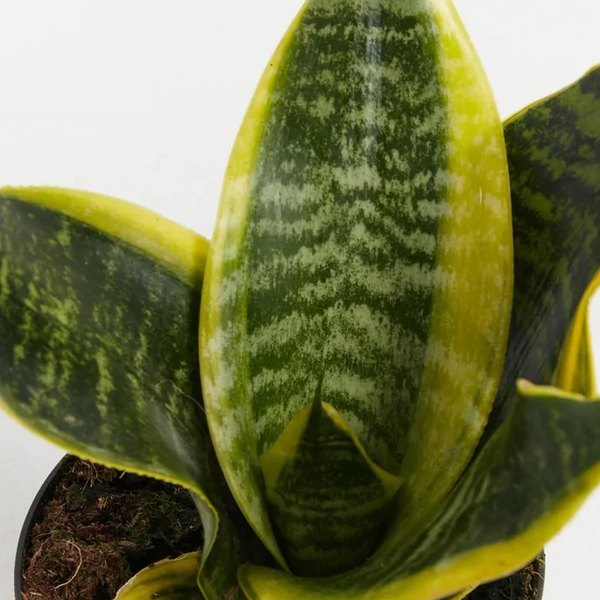 Superba Futura Sansevieria