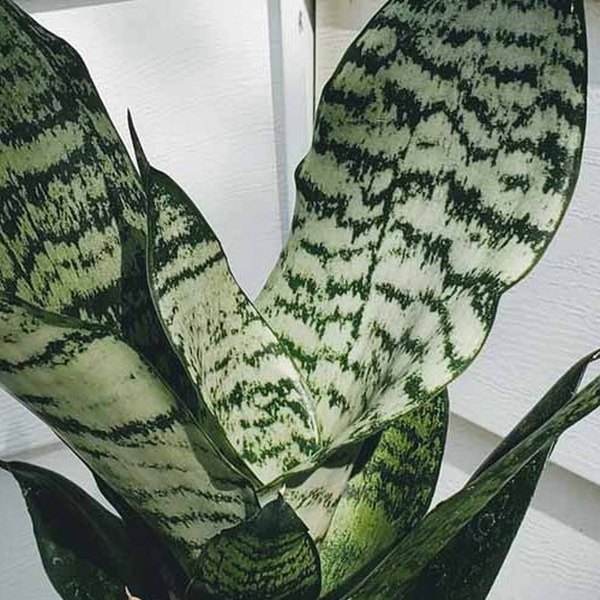 Superba Robusta Sansevieria