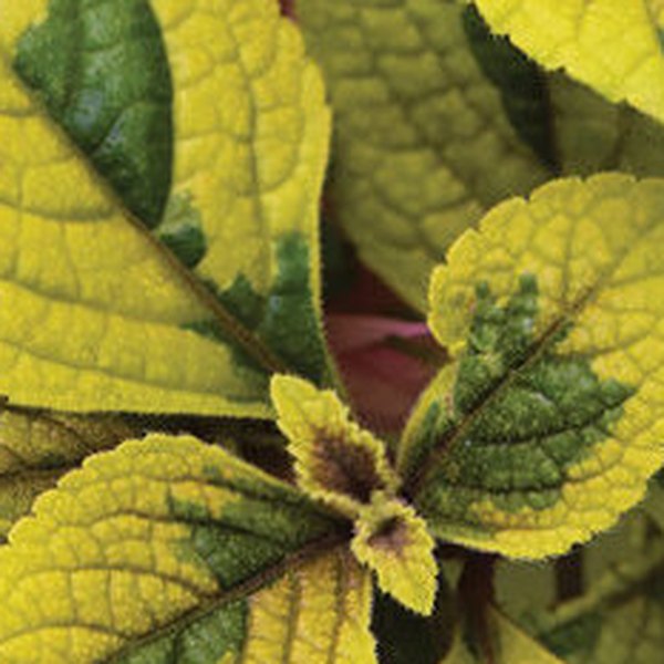 Guacamole Plectranthus