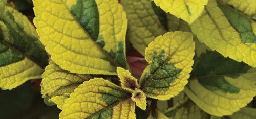 Plectranthus and Rhoeo