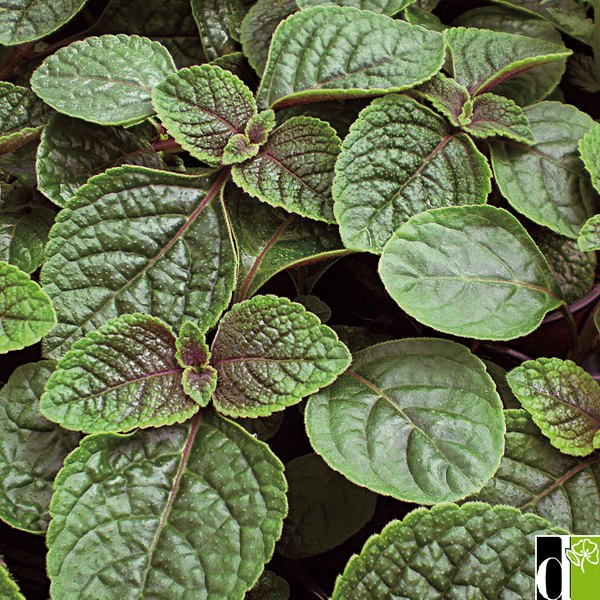 Nico Green Plectranthus