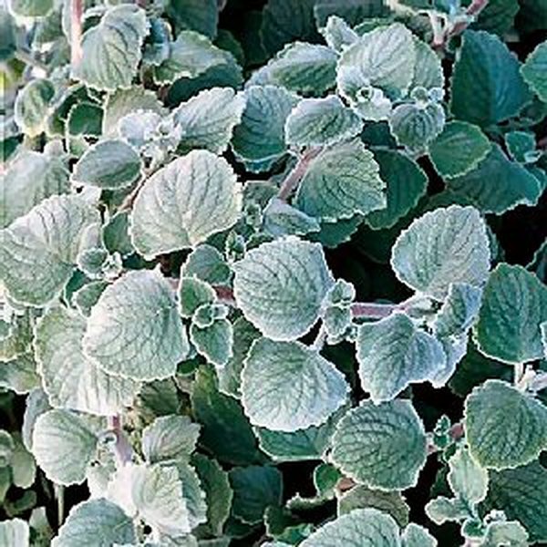 Nicoletta Silver Plectranthus