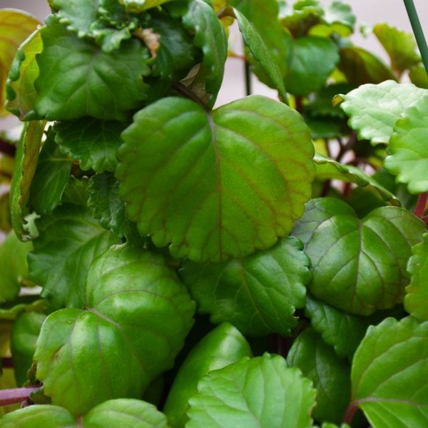 Swedish Ivy Green Plectranthus