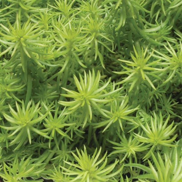 Sedum