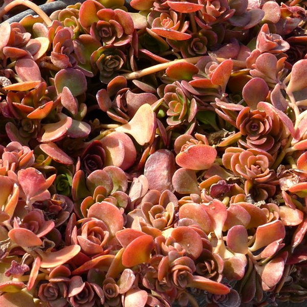 Coral Reef Sedum