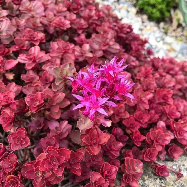 Dragon's Blood Sedum