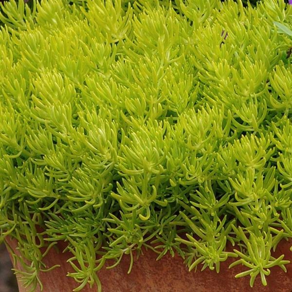 Lemon Ball Sedum