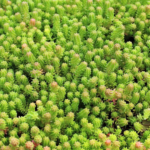 Sexangulare Sedum