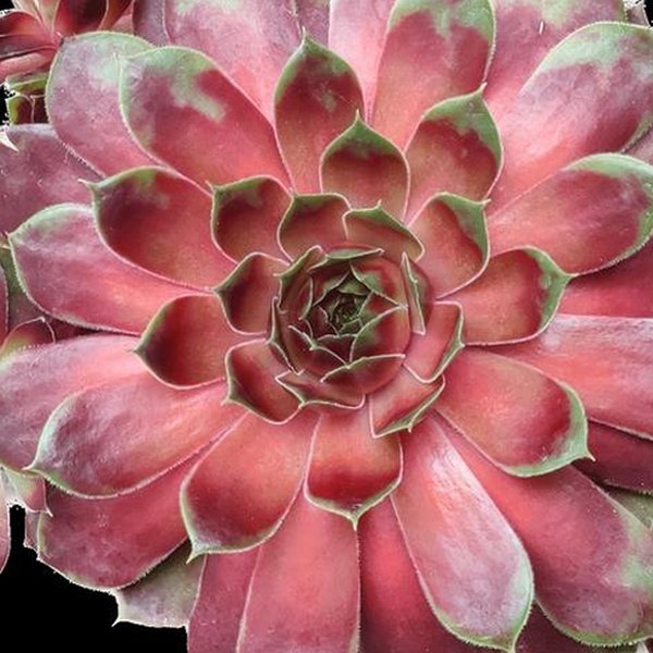 Coconut Crystal Clockworks Sempervivum