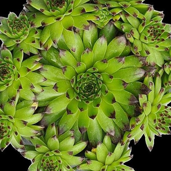 Emerald Swirl Clockworks Sempervivum