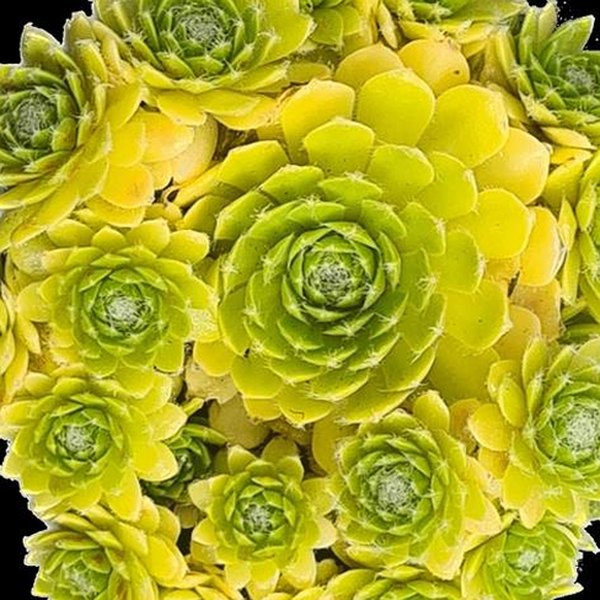 Lemon Flare Clockworks Sempervivum