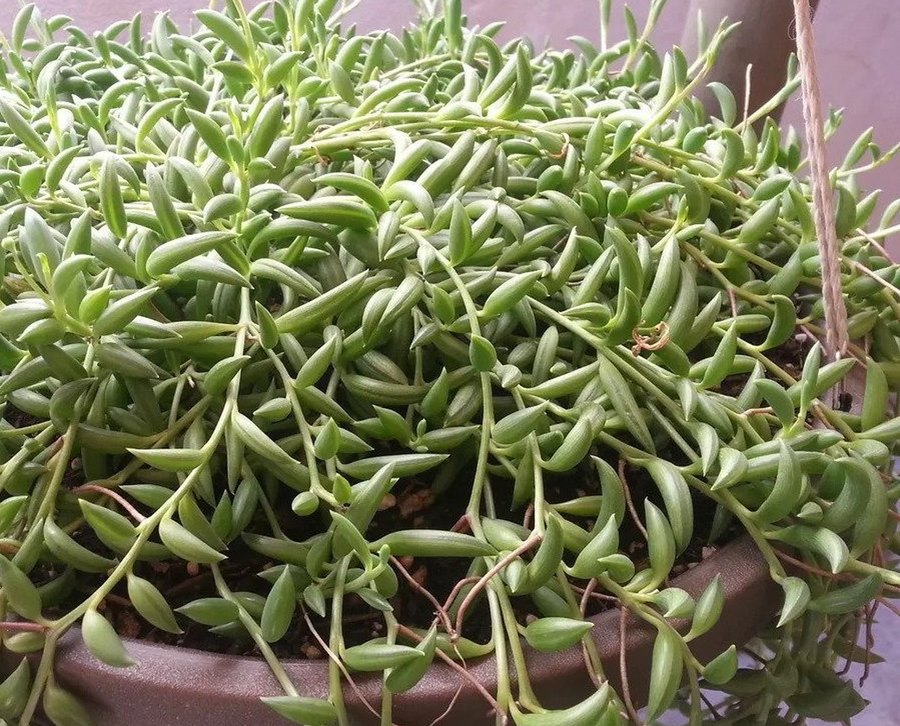 Senecio