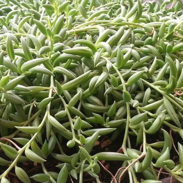 Senecio