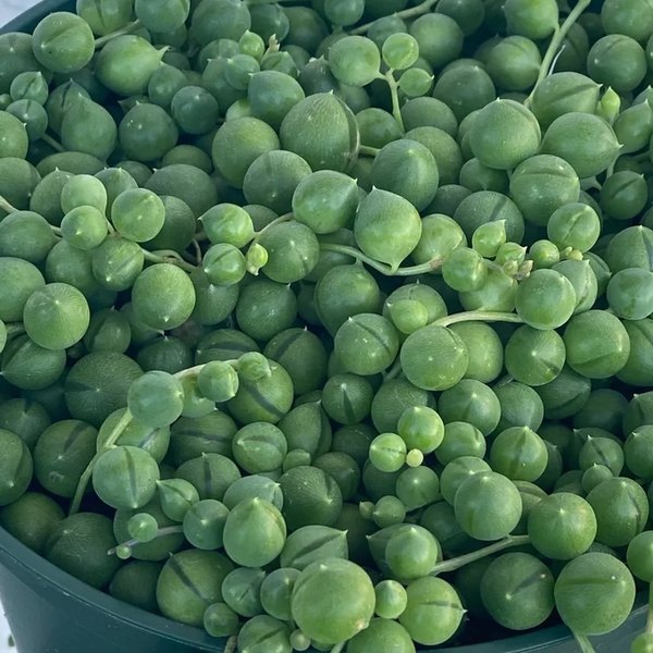 String Of Pearls Senecio