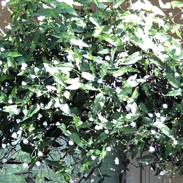 Bridal Veil Bridal Veil Tahitian