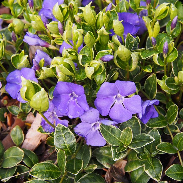 major variegated Vinca