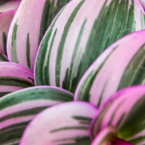 Wandering Jew