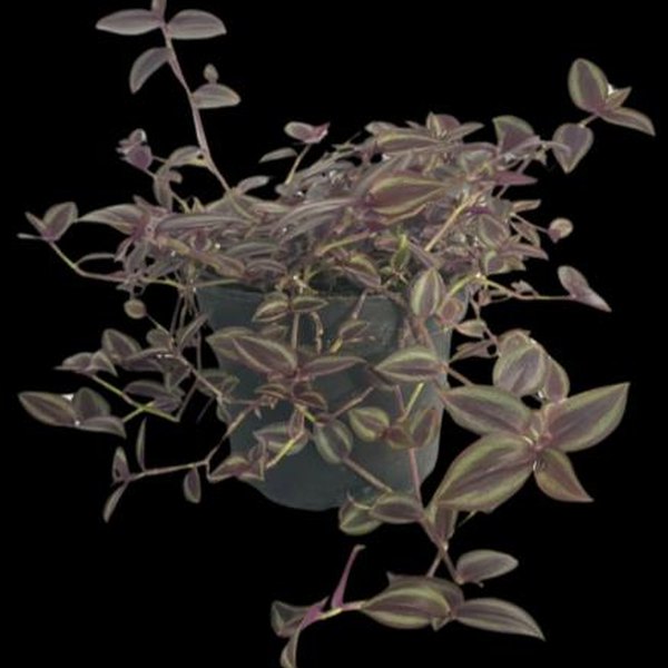 Zebra Purple Passion Wandering Jew