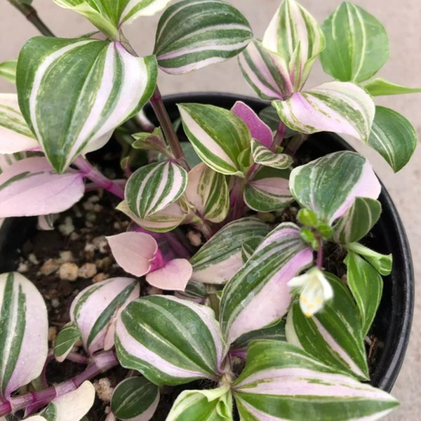 Zebra Rainbow Wandering Jew
