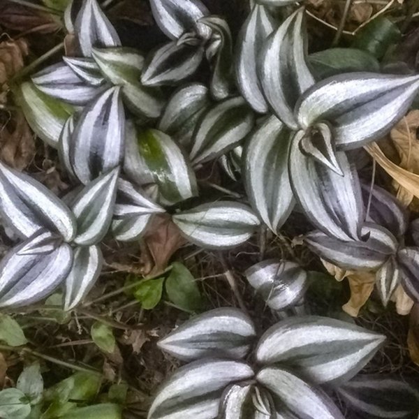 Zebra Red Silver Wandering Jew